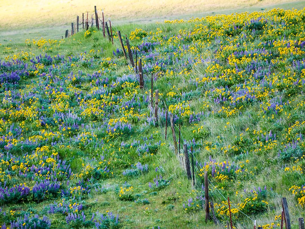 USA-Washington State Fence line with spring wildflowers art print by Terry Eggers for $57.95 CAD