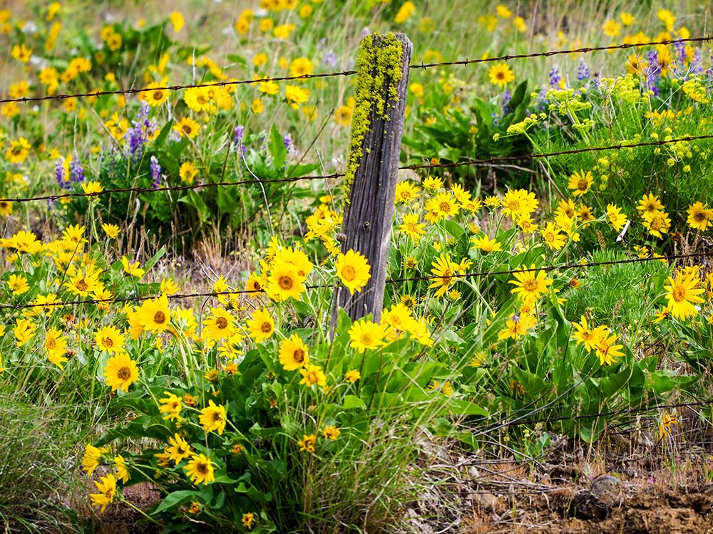 USA-Washington State Fence line with spring wildflowers art print by Terry Eggers for $57.95 CAD