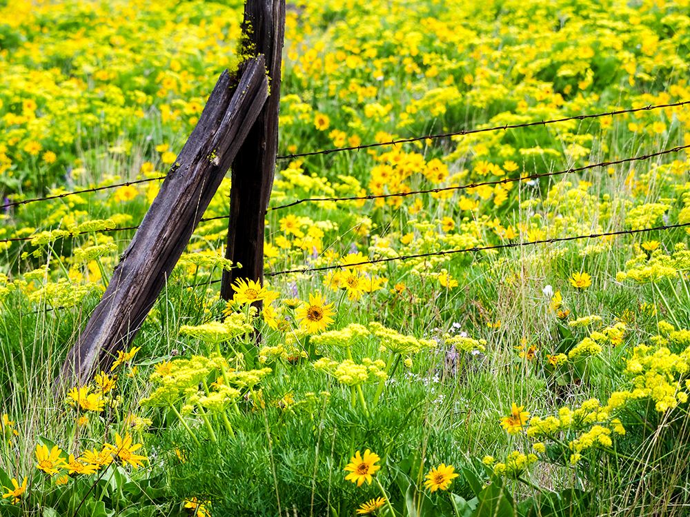 USA-Washington State Fence line with spring wildflowers art print by Terry Eggers for $57.95 CAD