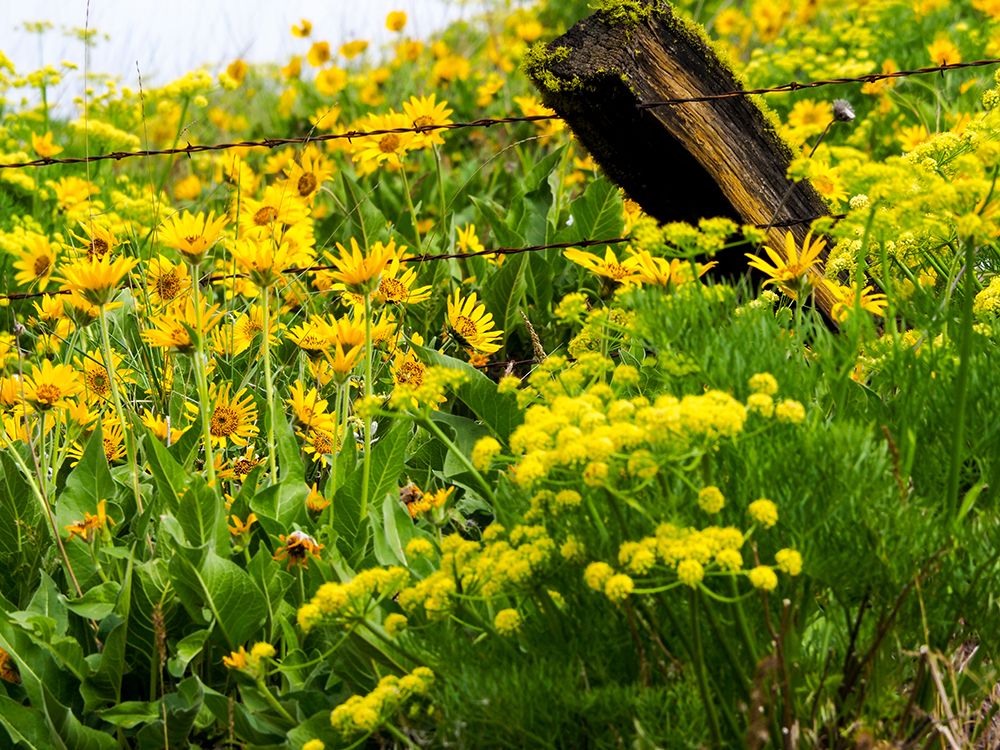 USA-Washington State Fence line with spring wildflowers art print by Terry Eggers for $57.95 CAD