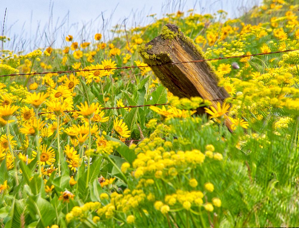 USA-Washington State Fence line and wildflowers art print by Terry Eggers for $57.95 CAD