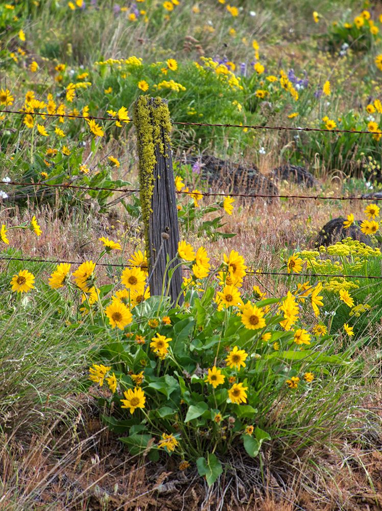 USA-Washington State Fence line and wildflowers art print by Terry Eggers for $57.95 CAD