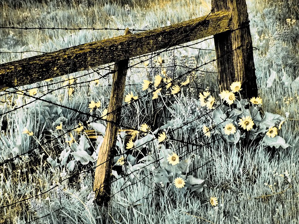 USA-Washington State Infrared capture of fence line and wildflowers art print by Terry Eggers for $57.95 CAD
