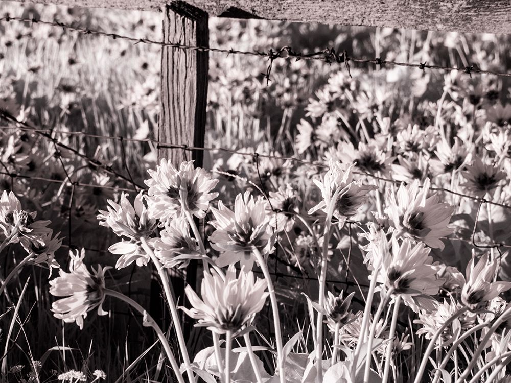 USA-Washington State Infrared capture of fence line and wildflowers art print by Terry Eggers for $57.95 CAD