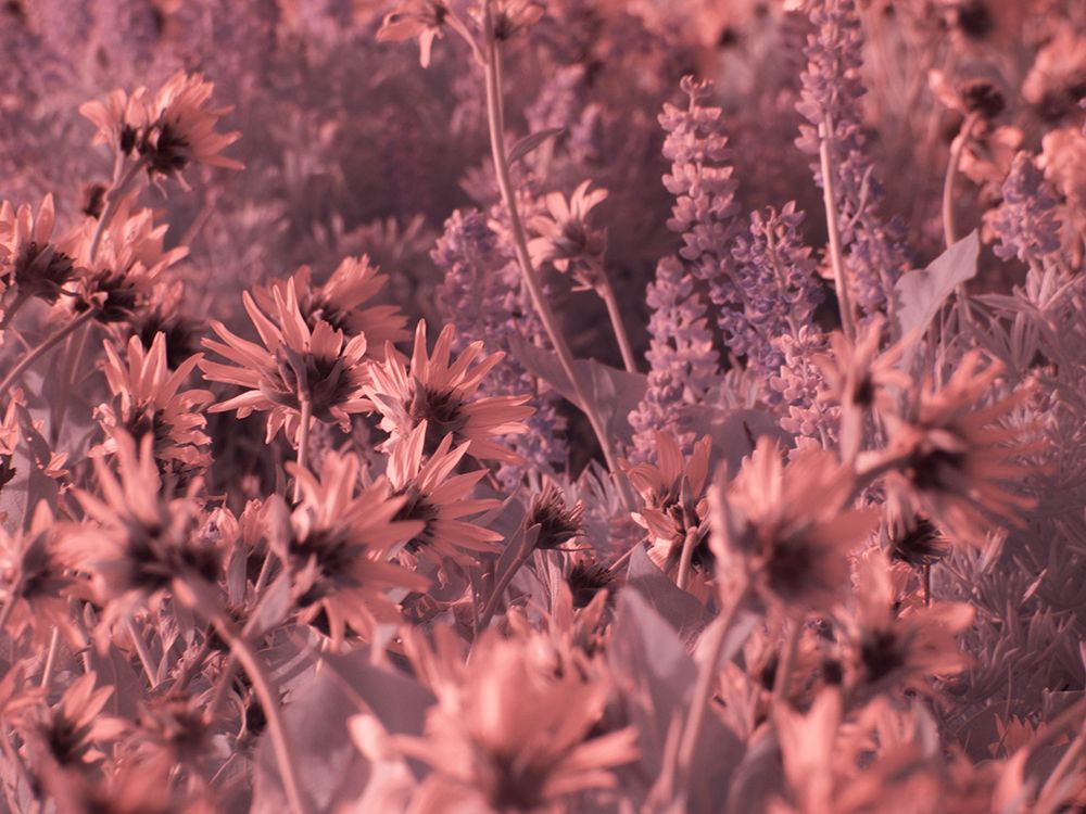 USA-Washington State Infrared capture wildflowers in bloom art print by Terry Eggers for $57.95 CAD