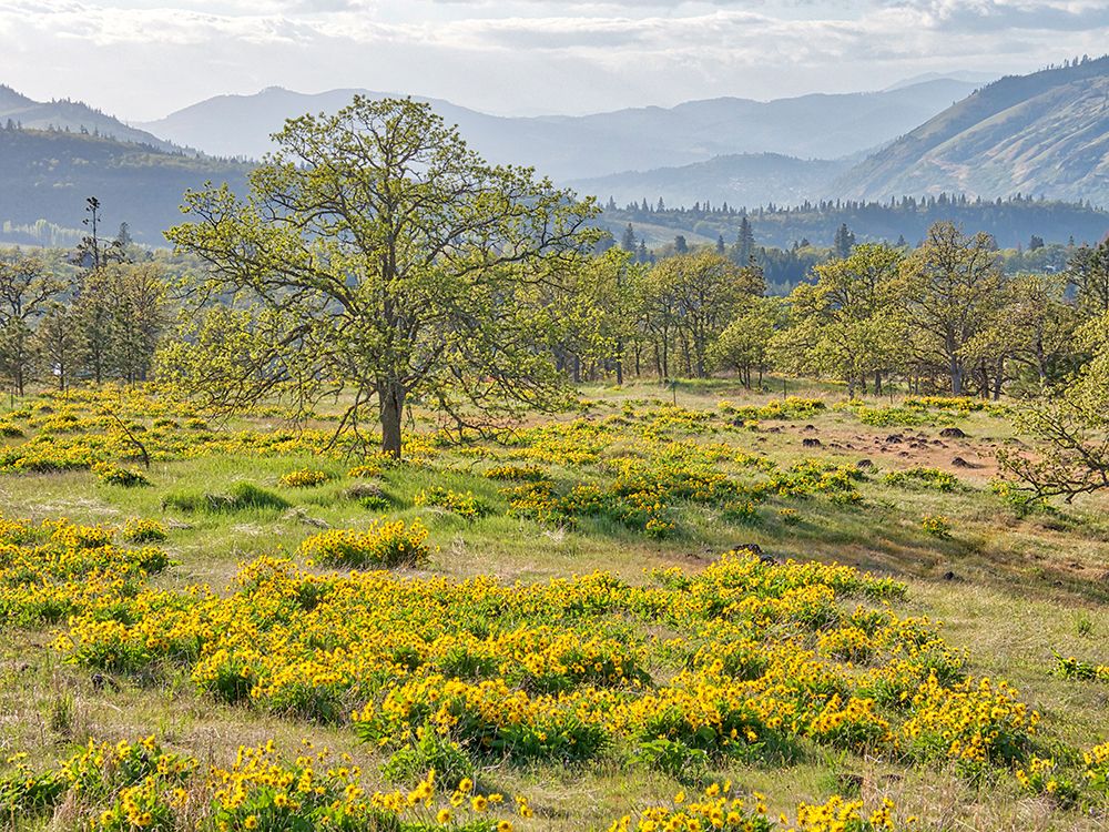 USA-Washington State Lone Oak Tree in field of wildflowers art print by Terry Eggers for $57.95 CAD