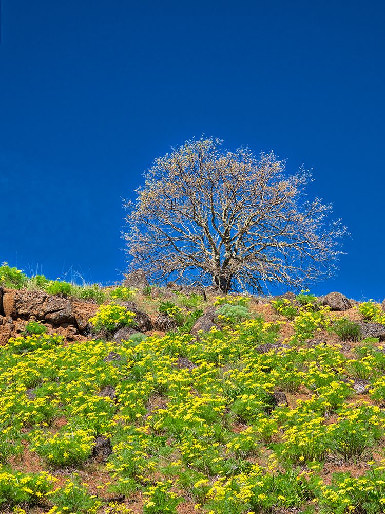 USA-Washington State Lone Tree on hillside with spring wildflowers art print by Terry Eggers for $57.95 CAD
