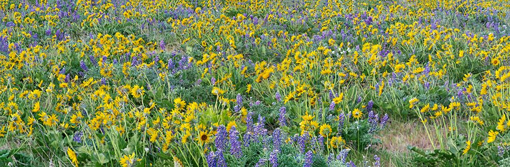 USA-Washington State Panorama of Columbia River Gorge covered in arrowleaf balsamroot and lupine art print by Terry Eggers for $57.95 CAD