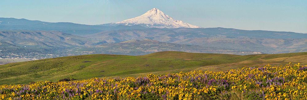USA-Washington State Panorama of Columbia River Gorge covered in arrowleaf balsamroot art print by Terry Eggers for $57.95 CAD