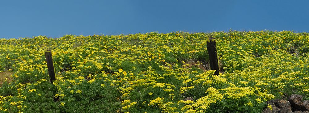 USA-Washington State Panorama of fence line and wildflowers art print by Terry Eggers for $57.95 CAD