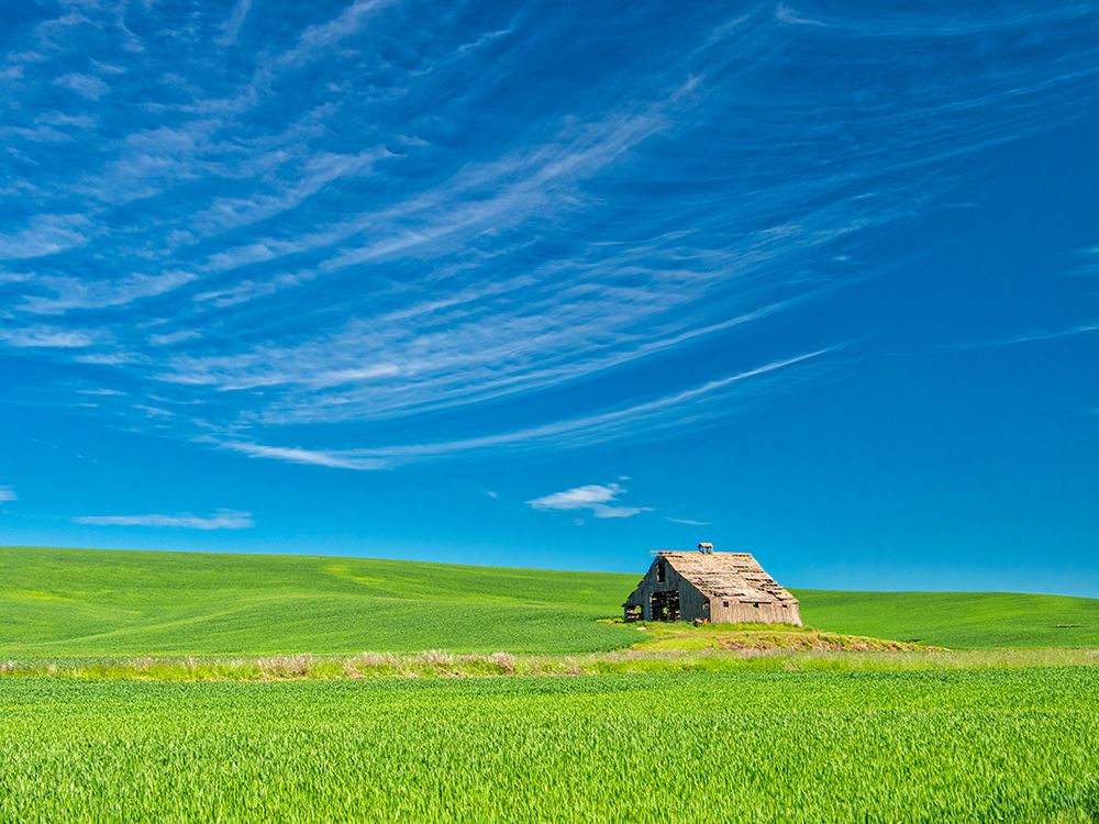 USA-Washington State-Palouse Region Old barn in spring wheat field (PR) art print by Terry Eggers for $57.95 CAD