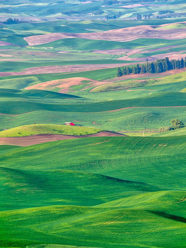 USA-Washington State-Palouse Region Rolling green hills of wheat art print by Terry Eggers for $57.95 CAD