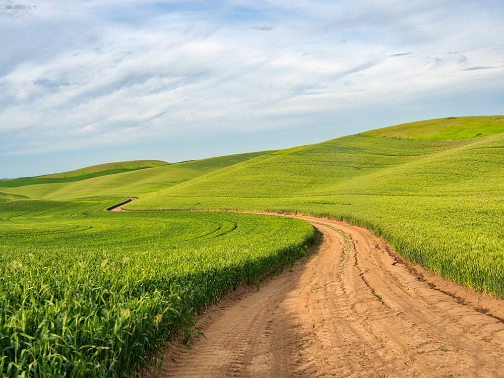 USA-Washington State-Palouse Region Road through field of wheat art print by Terry Eggers for $57.95 CAD