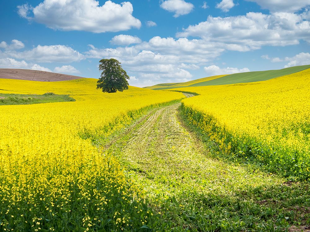 USA-Washington State-Palouse Region Lone tree in canola field with field road running through art print by Terry Eggers for $57.95 CAD