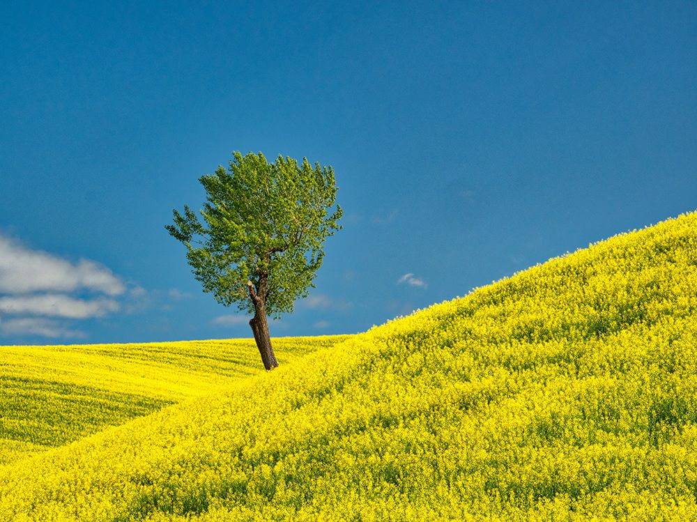 USA-Washington State-Palouse Region Lone tree in canola crop art print by Terry Eggers for $57.95 CAD