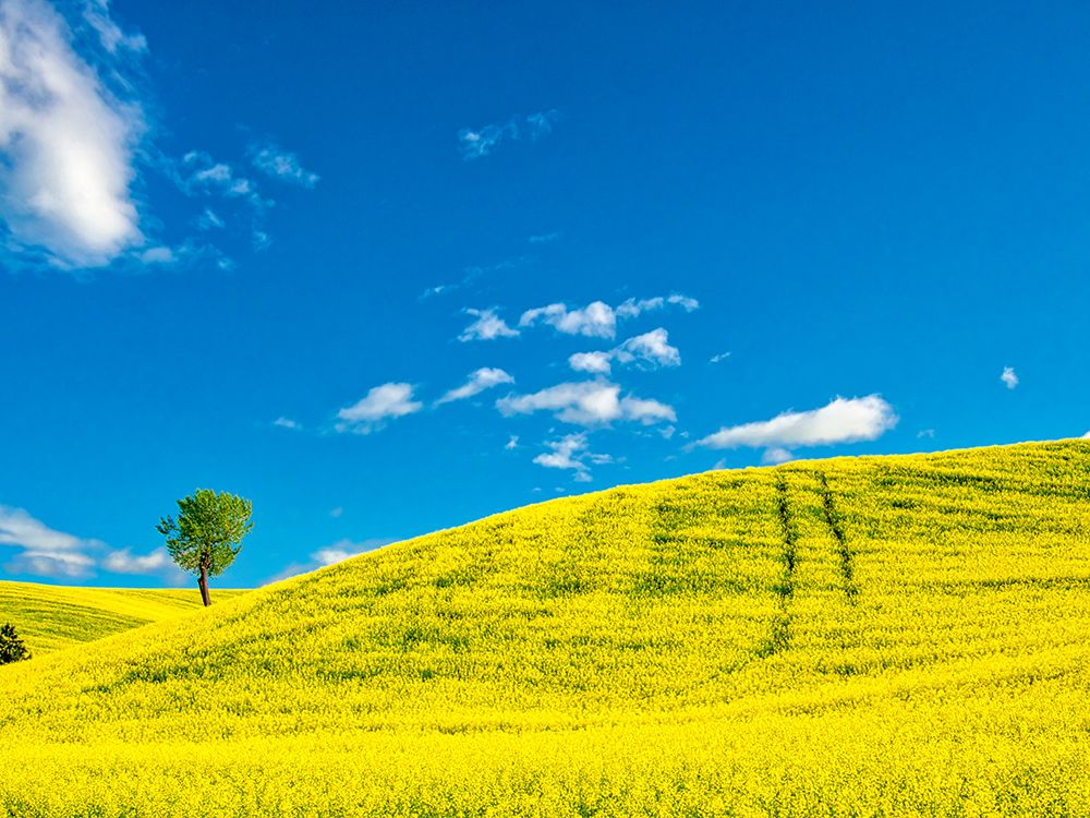 USA-Washington State-Palouse Region Lone tree in canola crop art print by Terry Eggers for $57.95 CAD