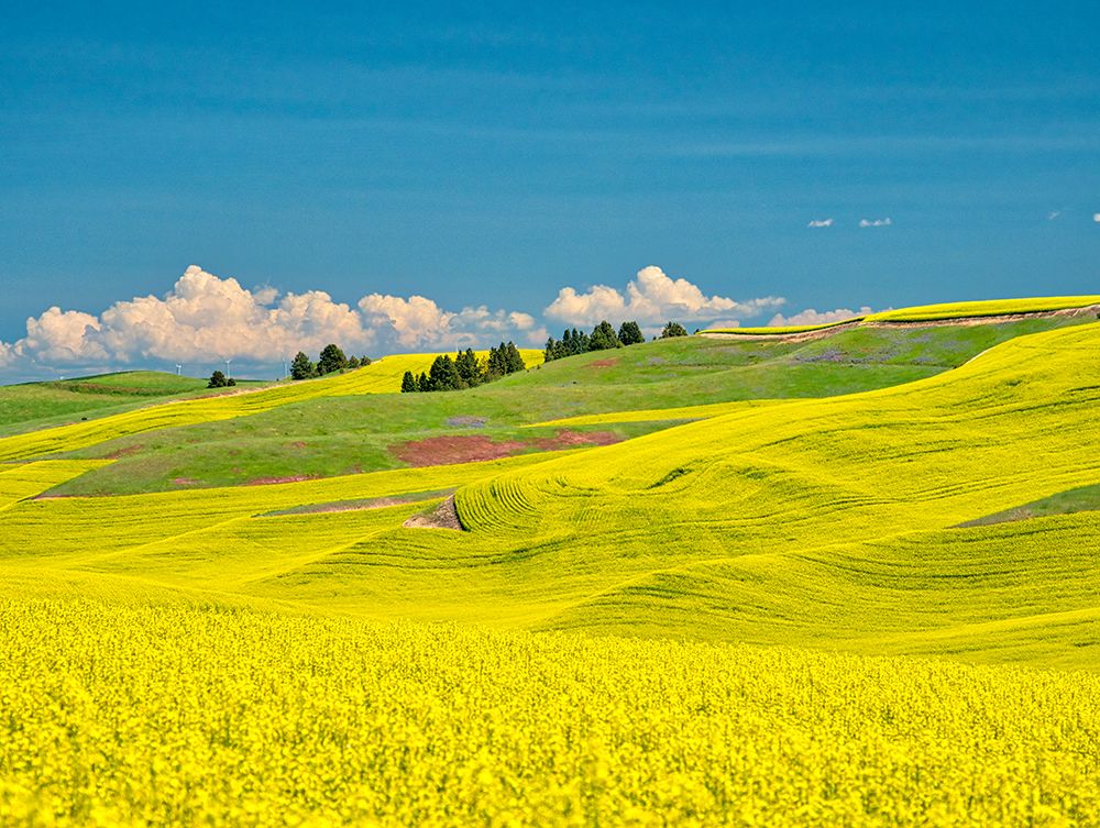 USA-Washington State-Palouse Region Spring canola field with contours and lines art print by Terry Eggers for $57.95 CAD