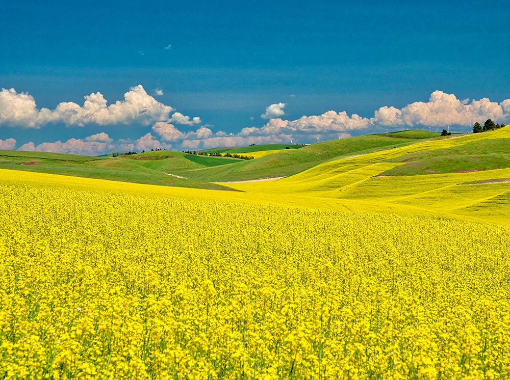USA-Washington State-Palouse Region Spring canola field with contours and lines art print by Terry Eggers for $57.95 CAD