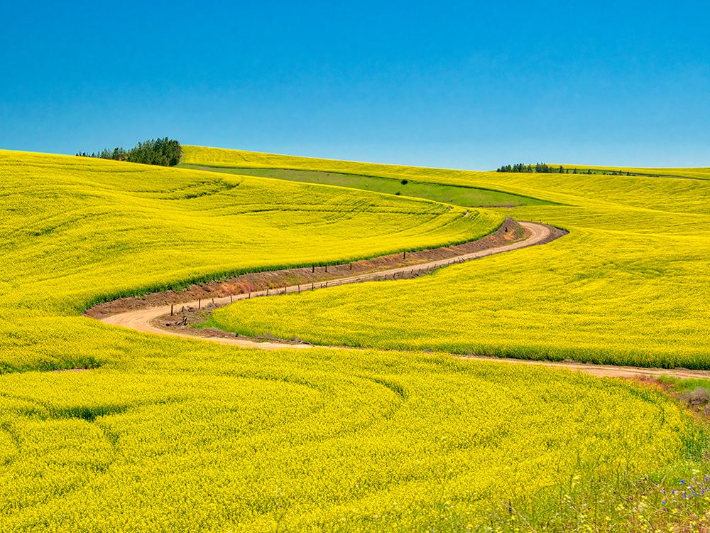 USA-Washington State-Palouse Region Spring canola field with contours and lines art print by Terry Eggers for $57.95 CAD