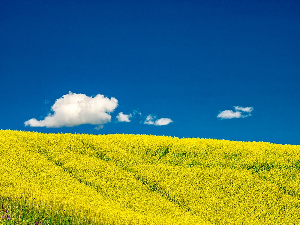USA-Washington State-Palouse Region Spring canola field with contours and lines art print by Terry Eggers for $57.95 CAD