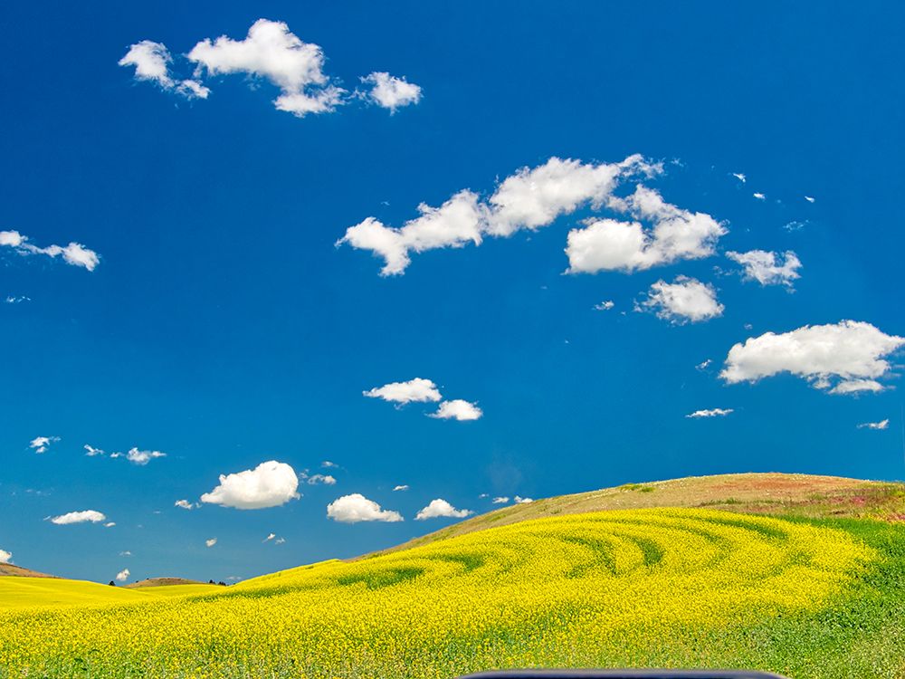 USA-Washington State-Palouse Region Spring canola field with contours and lines art print by Terry Eggers for $57.95 CAD