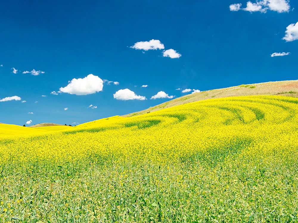 USA-Washington State-Palouse Region Spring canola field with contours and lines art print by Terry Eggers for $57.95 CAD