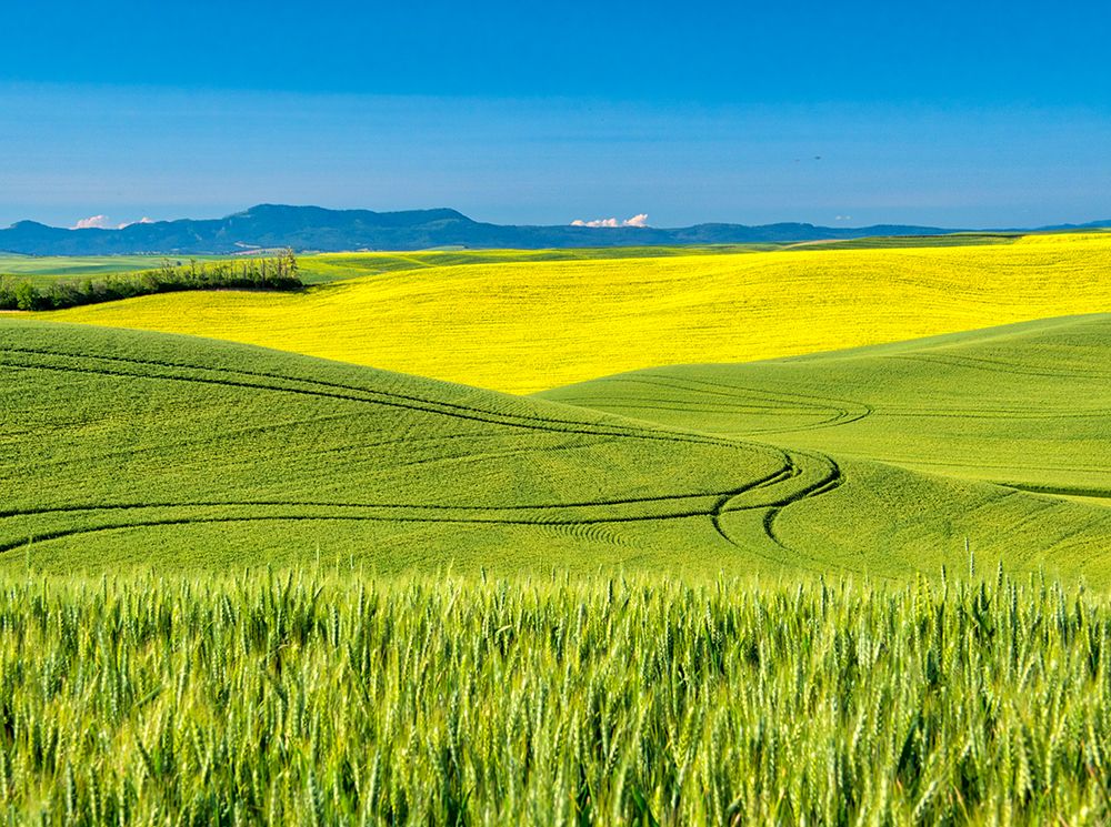 USA-Washington State-Palouse Region Rolling hills of canola and wheat art print by Terry Eggers for $57.95 CAD