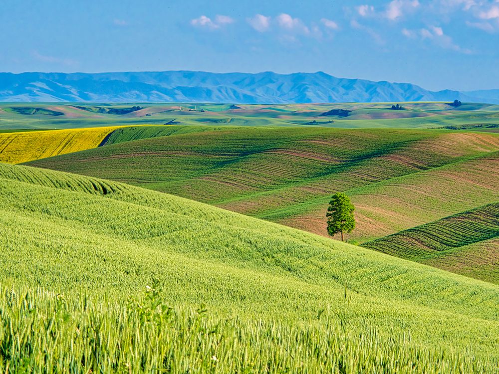 USA-Washington State-Palouse Region Lone tree in Spring fields of wheat and canola art print by Terry Eggers for $57.95 CAD
