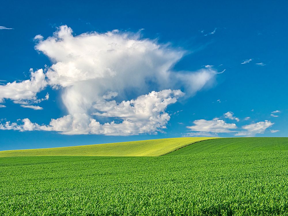 USA-Washington State-Palouse Region Old round barn in canola and wheat fields art print by Terry Eggers for $57.95 CAD