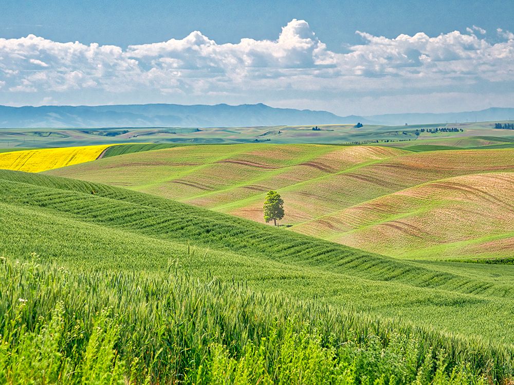 USA-Washington State-Palouse Region Lone tree in Spring fields of wheat and canola art print by Terry Eggers for $57.95 CAD