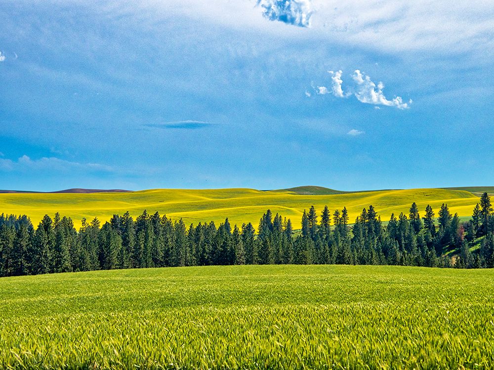 USA-Washington State-Palouse Region Treeline and canola crops art print by Terry Eggers for $57.95 CAD