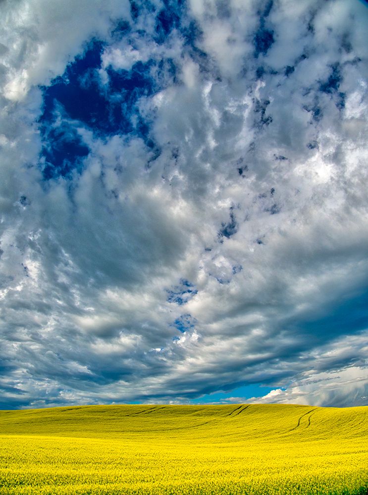 USA-Washington State-Palouse Region Spring canola field with contours and Clouds art print by Terry Eggers for $57.95 CAD