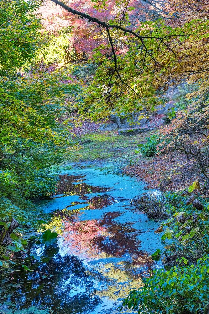 Autumn Colorful Leaves Reflection-Bellevue-Botanical Garden-Washington State art print by William Perry for $57.95 CAD