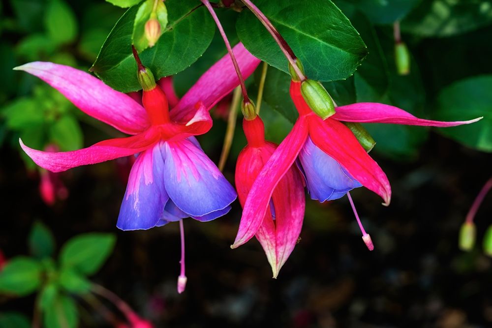Blue red Hardy Fuchsia Blooming Scientific named Genii Fuchsia art print by William Perry for $57.95 CAD