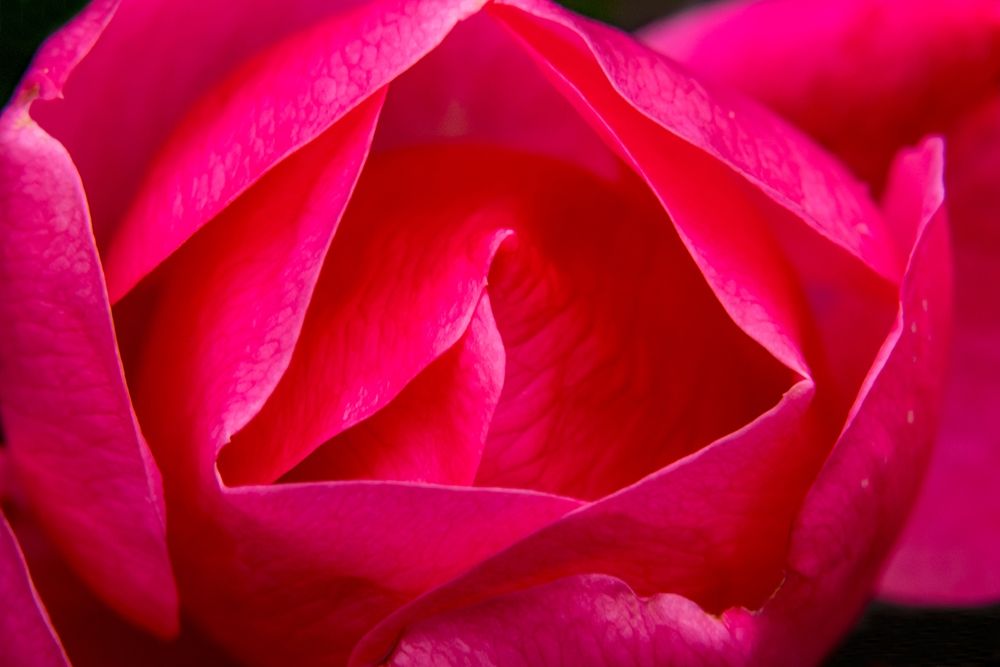 Pink Hybrid Tea Rose Blooming macro-Bellevue-Washington State art print by William Perry for $57.95 CAD