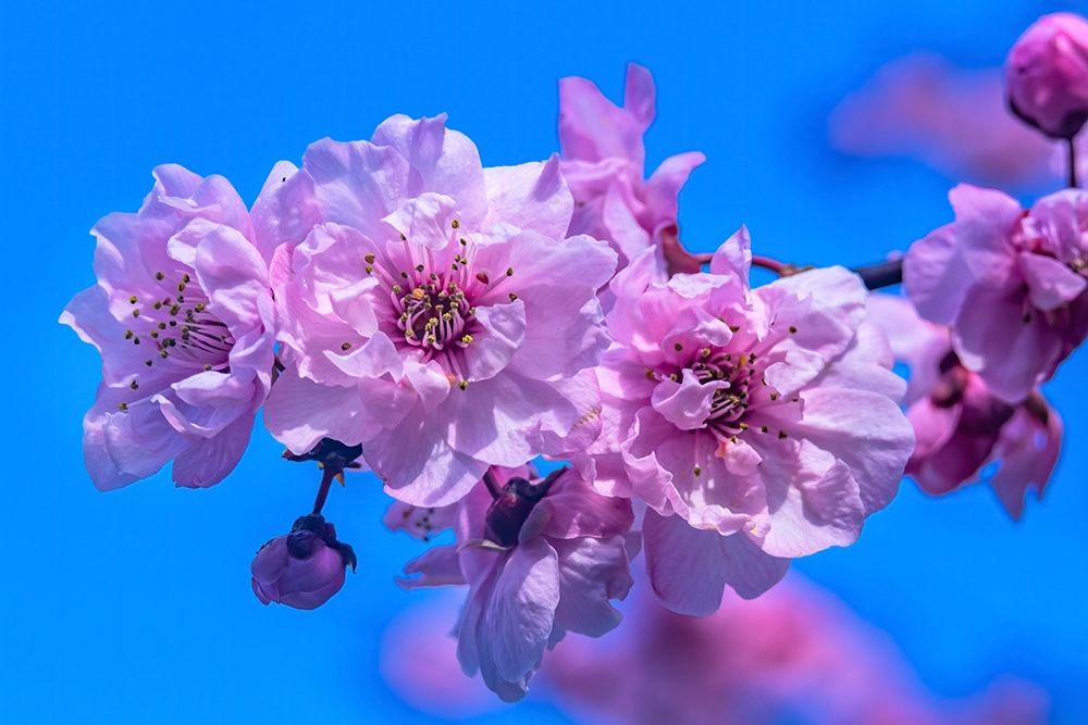 Pink peach flowering fruit tree-Bellevue-Washington State art print by William Perry for $57.95 CAD