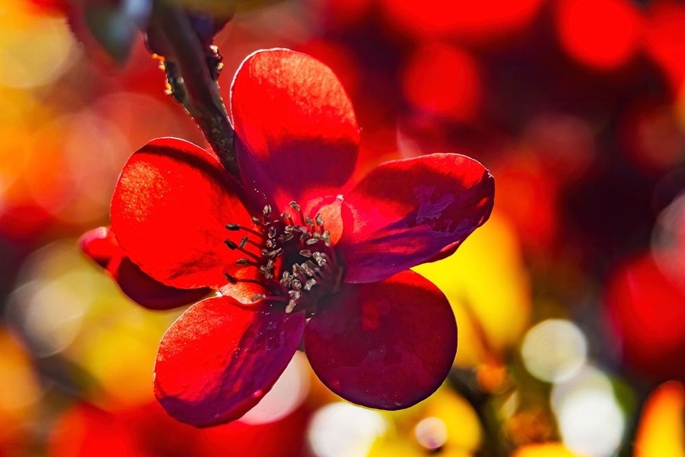 Maroon Atsuya Hamada Quince flowering-Bellevue-Washington State art print by William Perry for $57.95 CAD