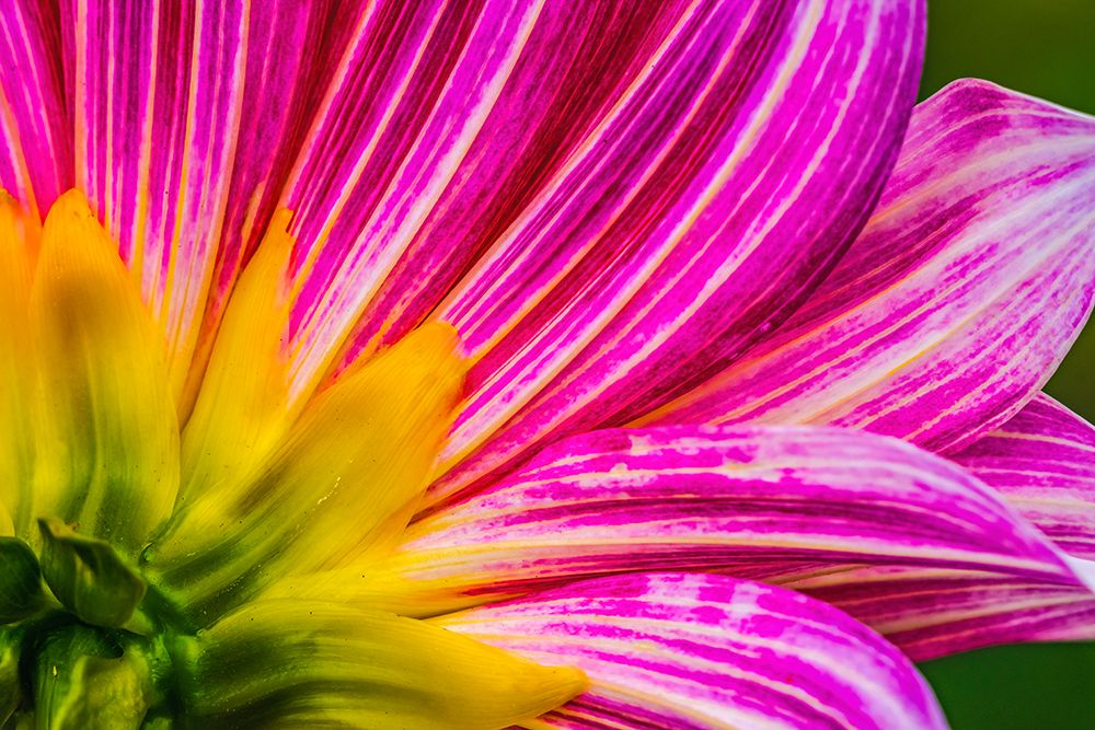 Pink purple dahlia petals blooming macro-Dahlia named Brushstrokes art print by William Perry for $57.95 CAD