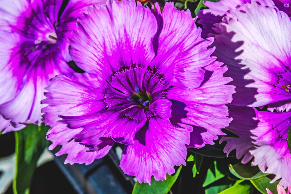 Purple Lobelia-Bellevue-Washington State art print by William Perry for $57.95 CAD