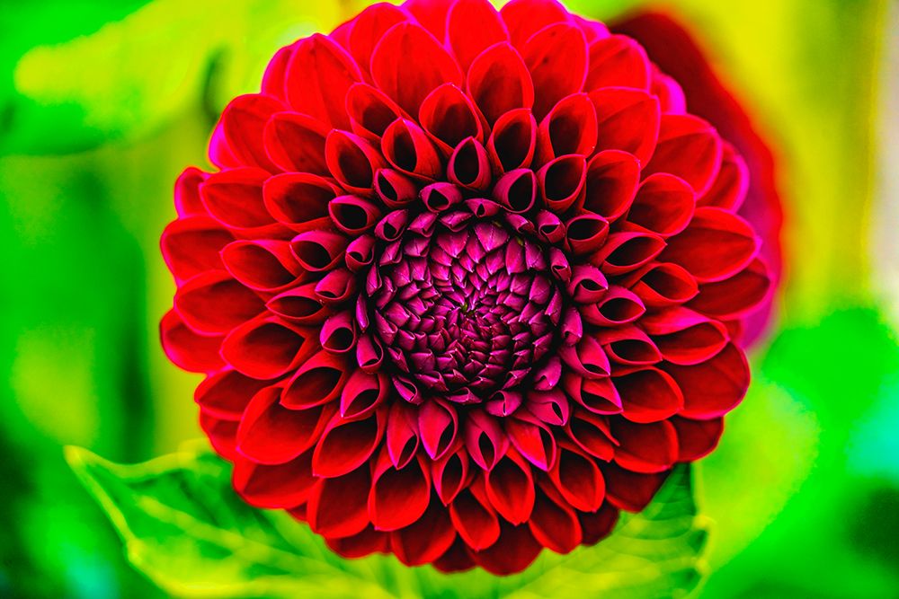 Dark red pompom ball dahlia blooming-Dahlia named Jessie G art print by William Perry for $57.95 CAD