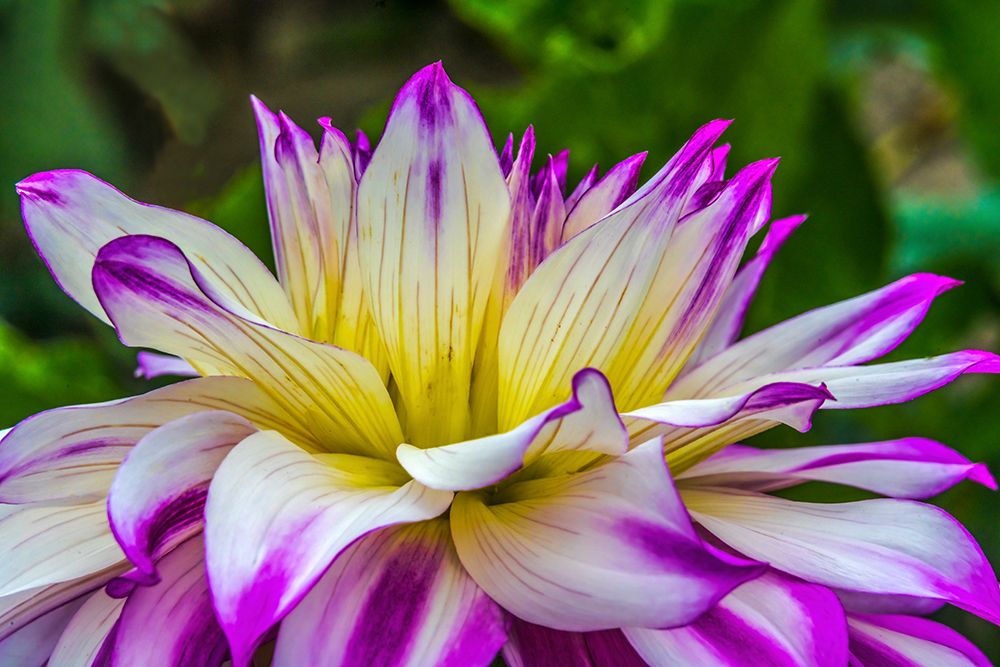 Blue purple white Dinnerplate AA dahlia blooming-Dahlia named Ferncliff Illusion art print by William Perry for $57.95 CAD