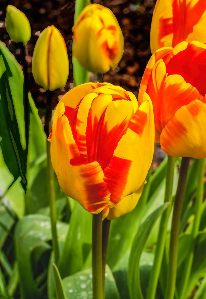 Banja Luka Darwin Hybrid tulip blooming. Named after city in Bosnia-tulips are native to Turkey. art print by William Perry for $57.95 CAD