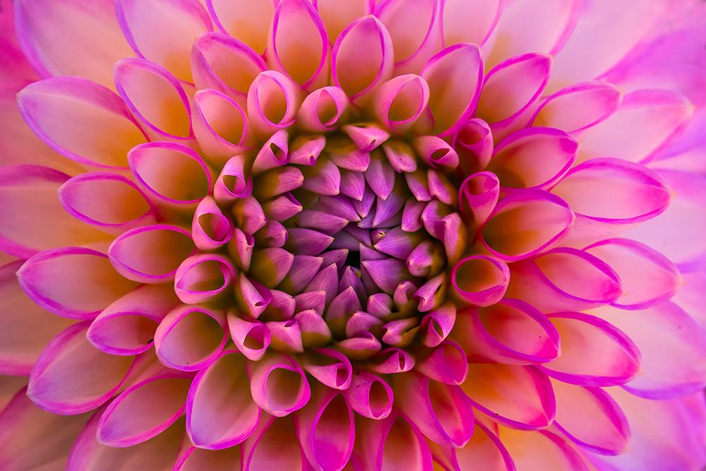 Pink, white arbatax dahlia blossom, Bellevue Botanical Garden, Washington State, Usa. art print by William Perry for $57.95 CAD