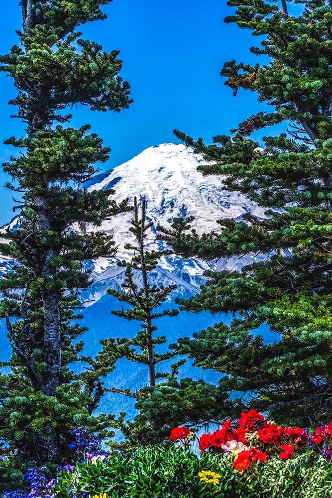 Colorful flowers, Mount Rainier, Crystal Mountain lookout, Pierce County, Washington State, Usa. art print by William Perry for $57.95 CAD