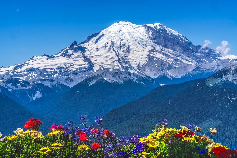 Colorful flowers, Mount Rainier, Crystal Mountain lookout, Pierce County, Washington State, Usa. art print by William Perry for $57.95 CAD