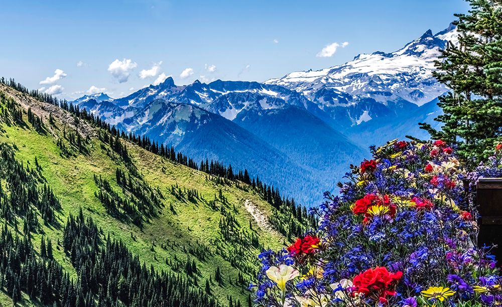 Colorful flowers, Mount Rainier, Crystal Mountain lookout, Pierce County, Washington State, Usa. art print by William Perry for $57.95 CAD