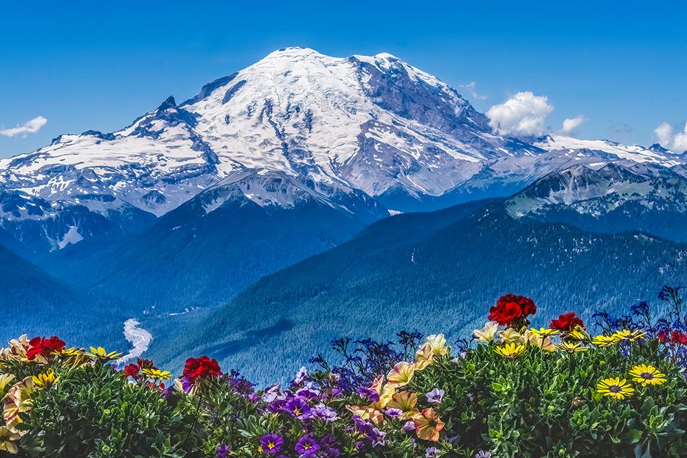 Colorful flowers, Mount Rainier, Crystal Mountain lookout, Pierce County, Washington State, Usa. art print by William Perry for $57.95 CAD