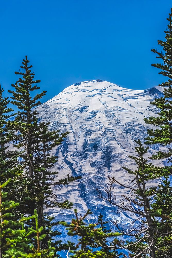 Colorful pine trees, Mount Rainier, Crystal Mountain lookout, Pierce County, Washington State, Usa. art print by William Perry for $57.95 CAD