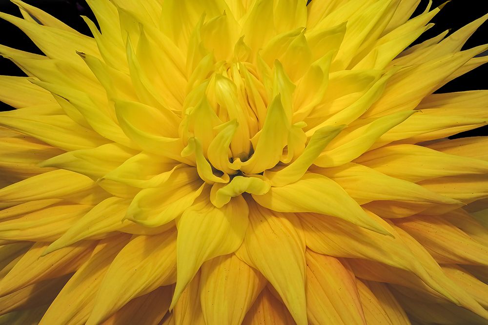 Yellow dahlia blossom, Bellevue Botanical Garden, Washington State, Usa. art print by William Perry for $57.95 CAD