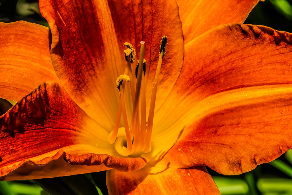 Orange tawny day-lily, Bellevue Botanical Garden, Washington State, Usa. art print by William Perry for $57.95 CAD